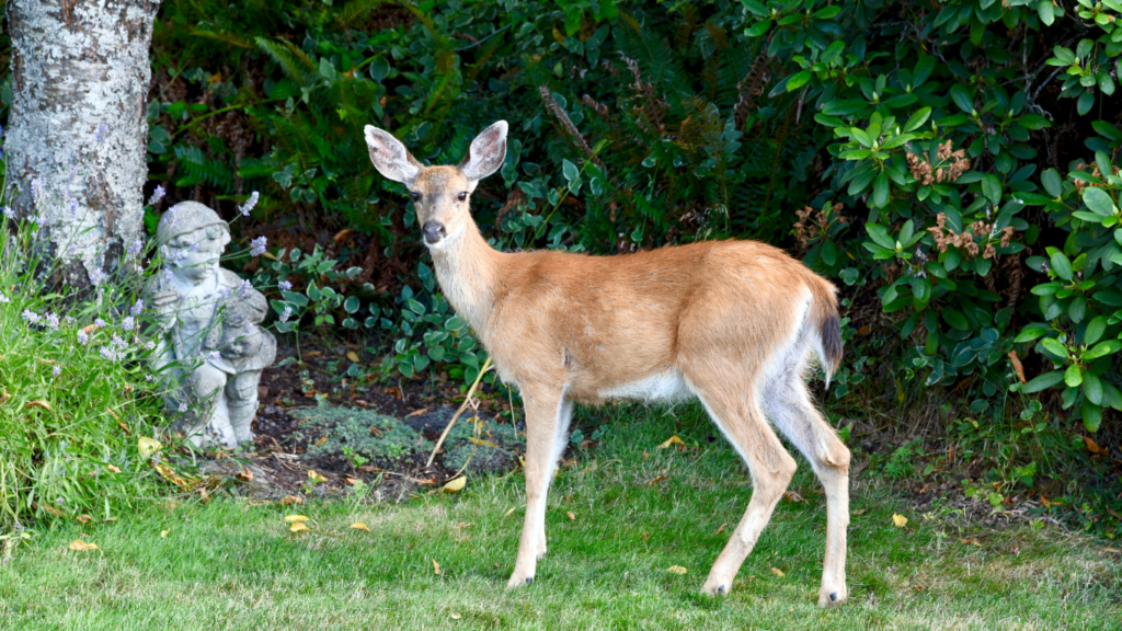 how-to-keep-animals-away-from-your-garden-plants-kids-food-life