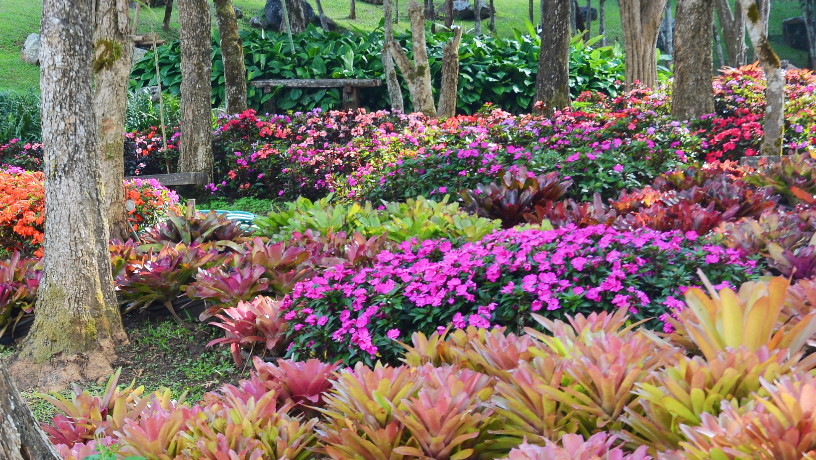 Herbal Plants, colorful flowers, trees, herbal garden in a back yard.