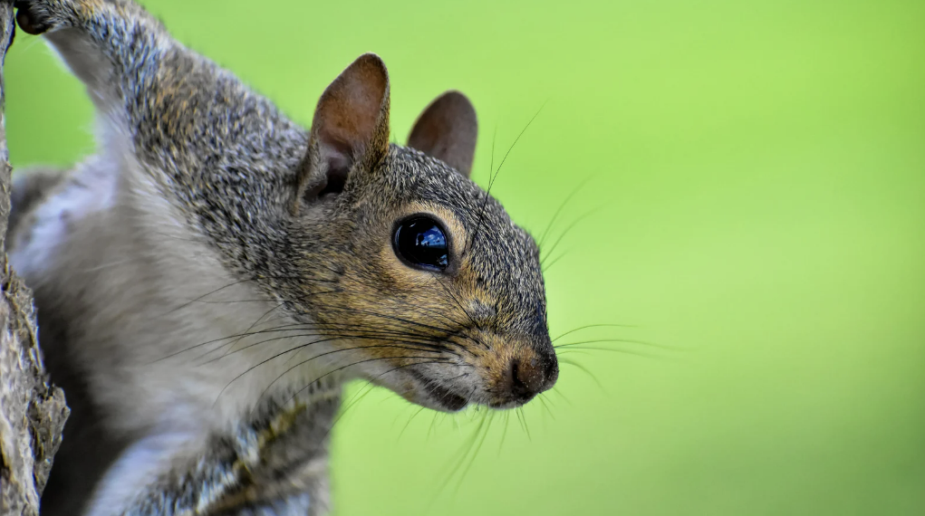 How To Keep Squirrels Out of Your Garden